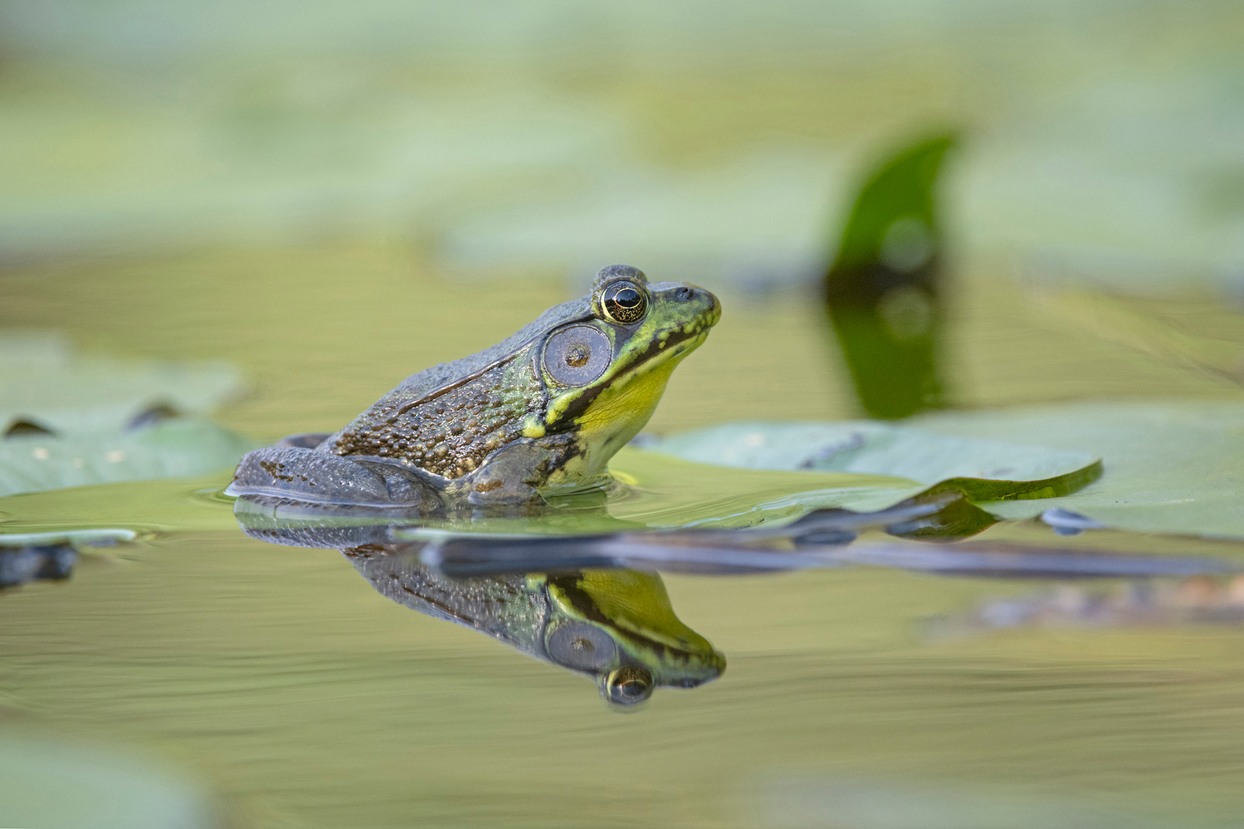 Nature Photography-Photographs-Images for Sale